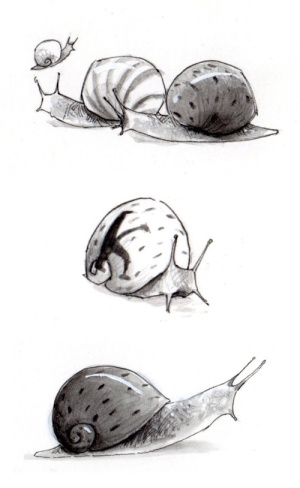 snails drawn by Gabriel Evans